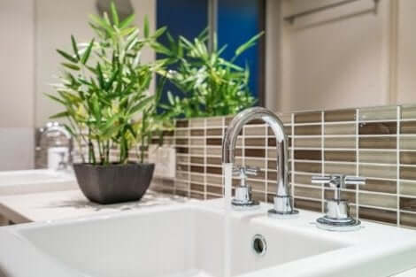 أفضل أنواع النباتات لحمامك