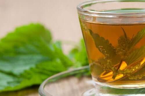 شاي القراص لخفض مستويات حمض اليوريك