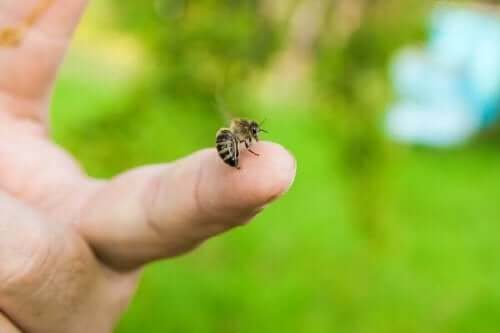 لسعات النحل - اكتشف معنا ما يجب القيام به عند التعرض لها