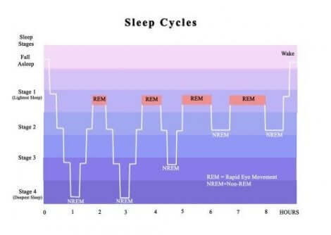 دورات النوم المختلفة