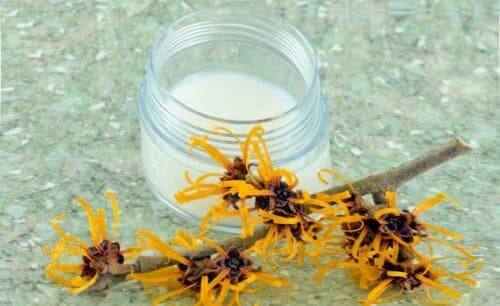 بندق الساحرة لعلاج الحكة