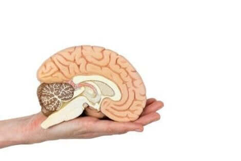 التعامل مع المخ خلال تقنية التشريح العصبي