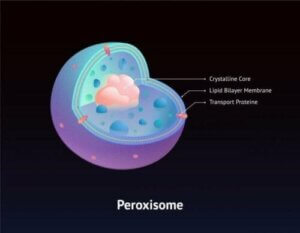 متلازمة زيلويغر وما تحتاج إلى معرفته عنها