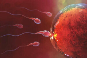 كم من الوقت يستغرق حدوث الحمل بعد الجماع؟