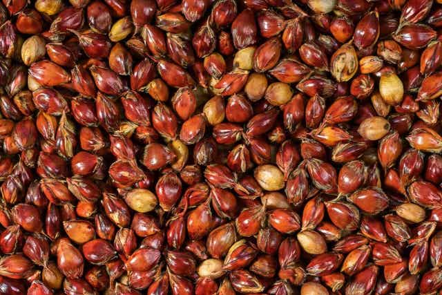 خصائص الذرة البيضاء الغذائية