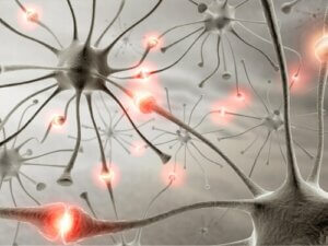 دور الخلايا العصبية المرآتية في دماغ الأنثى