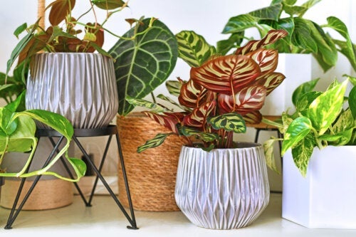7 نباتات استوائية داخلية لتزيين منزلك