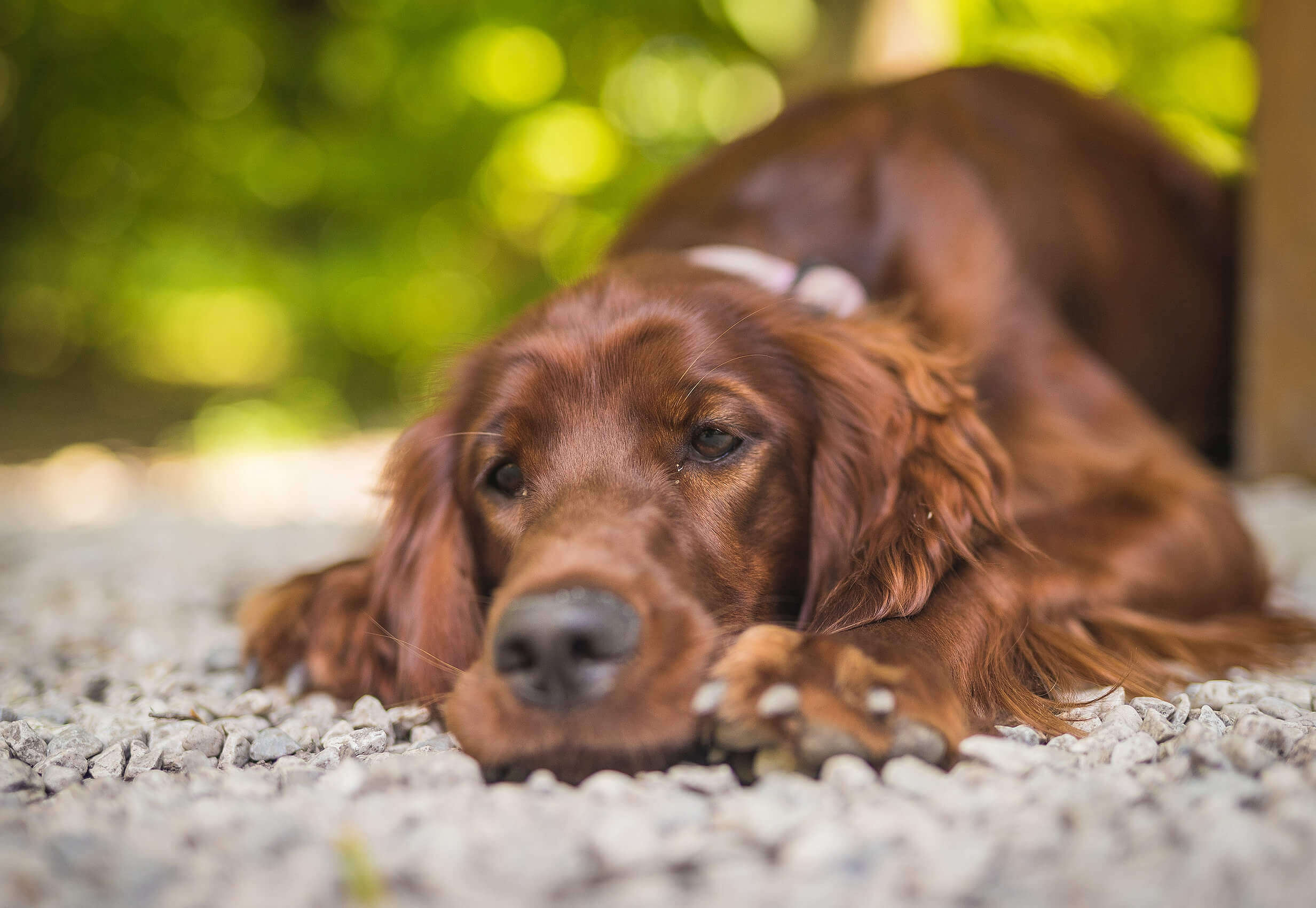 كلبك الأليف