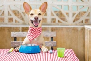 هل تقوم بتنظيف وعاء طعام كلبك الأليف بما فيه الكفاية؟