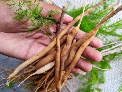 شاتافاري: نبات الايورفيدا لصحة المرأة