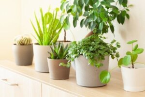 8 نباتات تجلب الحظ وفقًا لفنغ شوي
