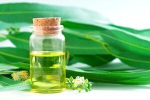 5 علاجات طبيعية باستخدام الأوكالبتوس (الكافور) يجب أن تعرفها